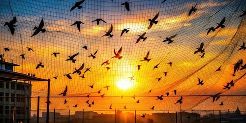 Bird netting installation team